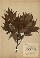 藏品(豬腳楠(紅楠))的圖片